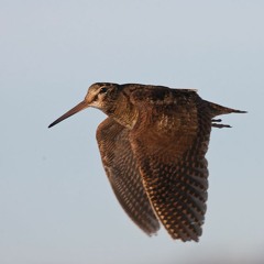 The Woodcock