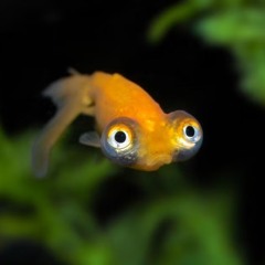 A_T_T_R_I_T_I_O_N :) (ft. Vice ++ Sergei) xx