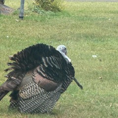 ThanksgivingAnthem.m4a