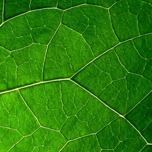 Murkury's Guest Mix for The Undergrowth, May 2020