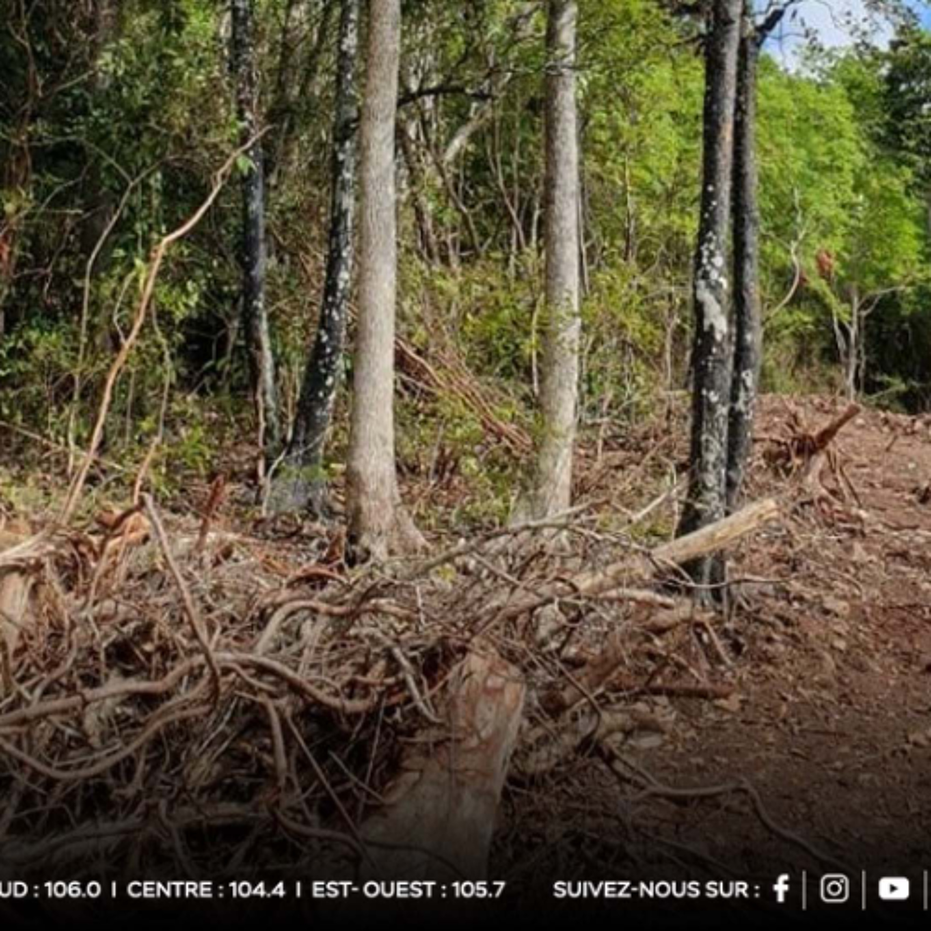 Déforestation à Maurice : plus de 5 000 hectares de zones boisées déjà rasées