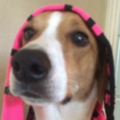 Doggie Song - By Your Side