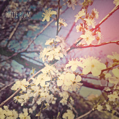 white plum