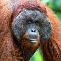 OstlerTekker VS LukkzY