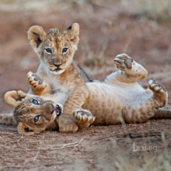 Lion Cubs