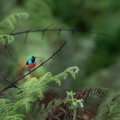 Congo Basin Rainforest - Lush Dawn Chorus In Rural Gabon