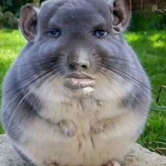 dhl driver disstrack