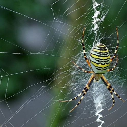 Project 35 (Arachnophobia)