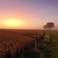 TRIPPIN AND FALLEN STEREO