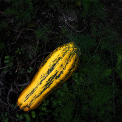 Cucumber's Sleepless Night