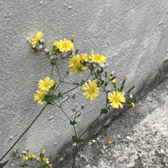 사랑인가봐(멜로망스)