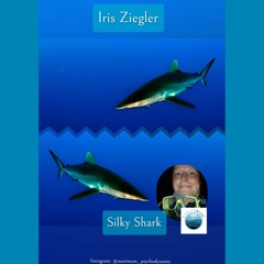 The Silky Shark, with Iris Ziegler, for Voices from the Ocean