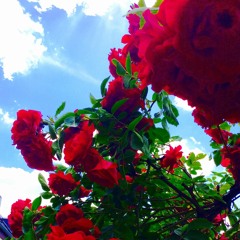 drippin so pretty - a thousand roses [slowed + reverb]