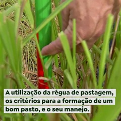 A utilização da régua de pastagem, os critérios para a formação de um bom pasto, e o seu manejo (