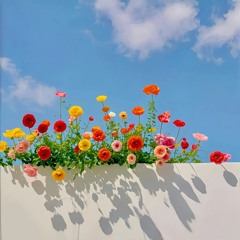 Quạ và Công - Liên khúc nhạc thiếu nhi hay nhất - Chun Chin