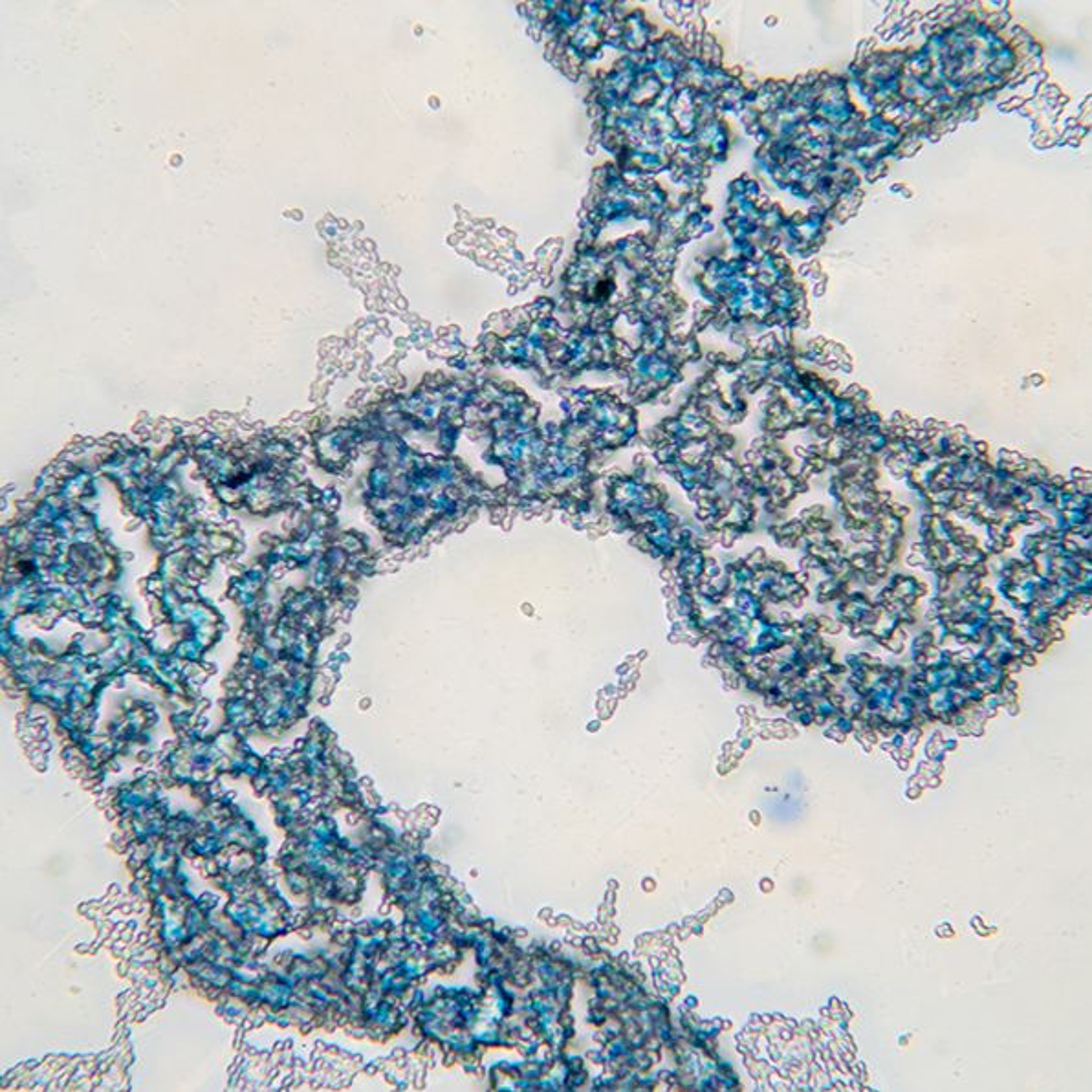 Oncotarget