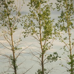 My Autumn's Done Come (COVER) by Jill, Barrett, and Ellen