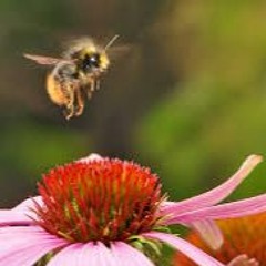 Flight Of The Bumble Bee (In A Rush) Strings