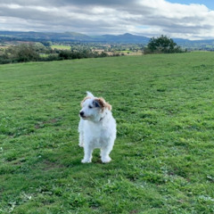 Train Whistle Blues Cover