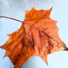 Simply Autumn