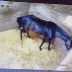 Video Completo Menino De 9 Anos Mata 23 Animais Portal Zacarias