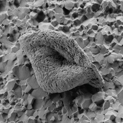 L'origine de la vie, 3 : En quête des plus anciennes traces de vie fossiles
