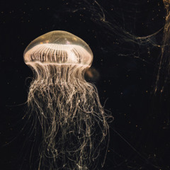 Morad - Donde estan *Jabez Club Remix*