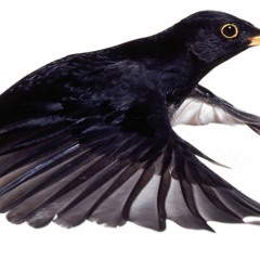 blackbird in Bb major