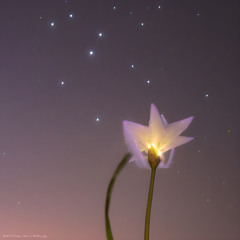 Glowing Stardrop