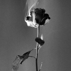 Dead Rose(prod.Vincent88)