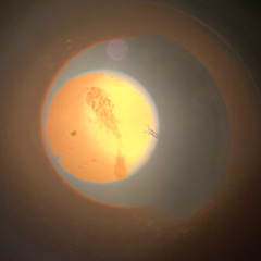 IN TERRA - CARBON FOOTPRINT