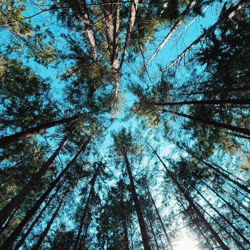 Forest Sounds - Bird Singing- Chirping - Relaxing Nature Sounds (Copyright Free) Free Download