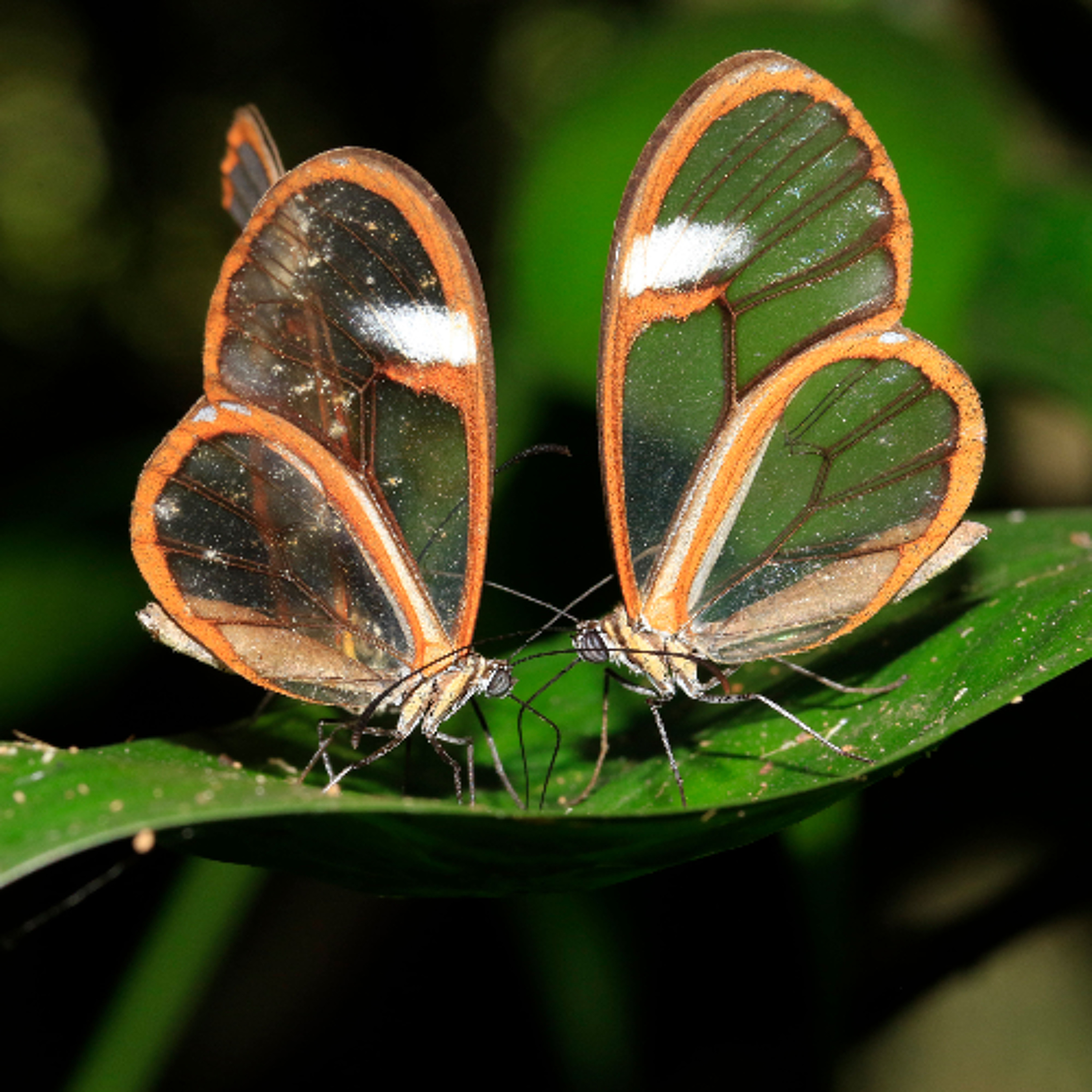 Embosquecerse - Traslúcidas Mariposas episode artwork