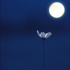 Moonlight Bloom