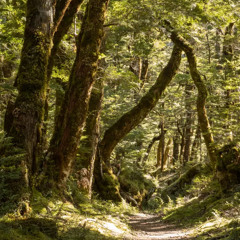 space inbetween - omori // but you’re in the forest