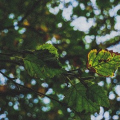 Look Close