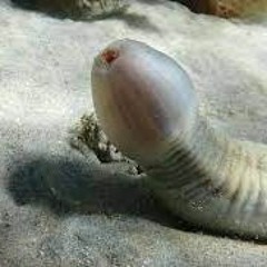 Lazem A2ta3o (bacteria - haydan)
