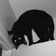 suspiciouslookingcat