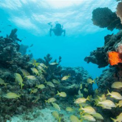 Best Snorkeling West Palm Beach Prices Reviews