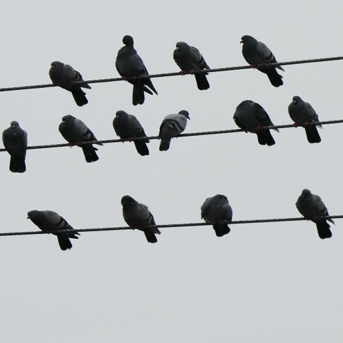 Birds Aren't Real - B-SIDE (Rough)