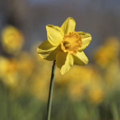 🌼 Daffodil 🌼