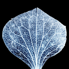 Seasons / SHOKI NAKAO