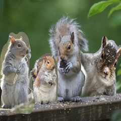 MARCH OF THE SQUIRRELS
