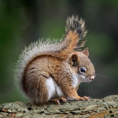 I, Squirrel (a story poem)