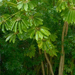 Tropical Rainstorm Sounds for Sleeping or Studying (75 Minutes)