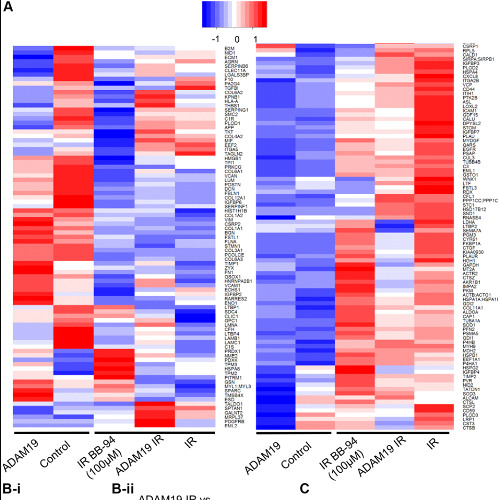 Inhibiting ADAM19 Reduces Gut Inflammation and Cell Aging Markers Across Species