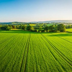 D-Fuego - Sow (prod. by Greg S Fuego)