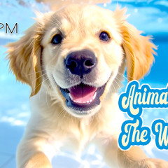 Animals in the Water pool party set
