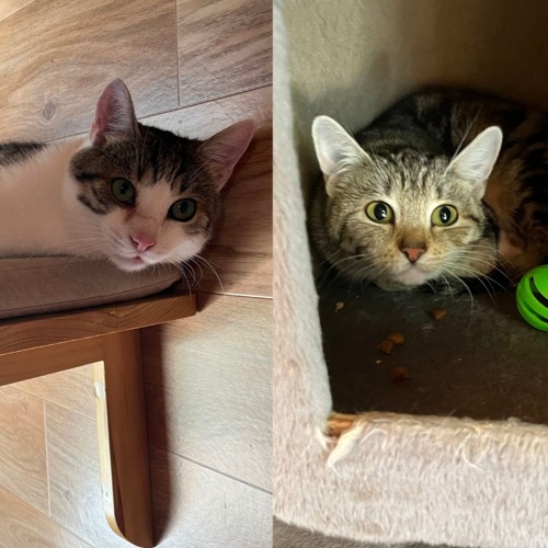 Stream Körbchen gesucht vom 16.09.2026 - Katzen Sunny und Schlumpf by Antenne Bad Kreuznach