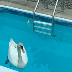 Summer Feel Good House Mix Pt. 1 (Wilswanya)(2023-06-13)